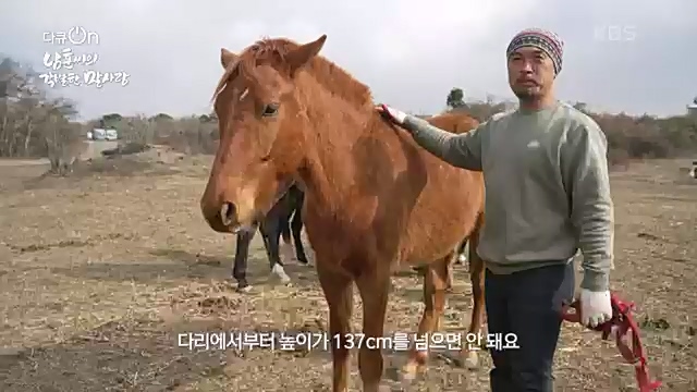[189회] 다큐온 - KBS남훈 씨의 각별한 말 사랑] 연평균 1400여 마리의 경주마들이 경마장을 떠나 퇴역 경주마가 된다.ts_20230330_211142.088.jpg