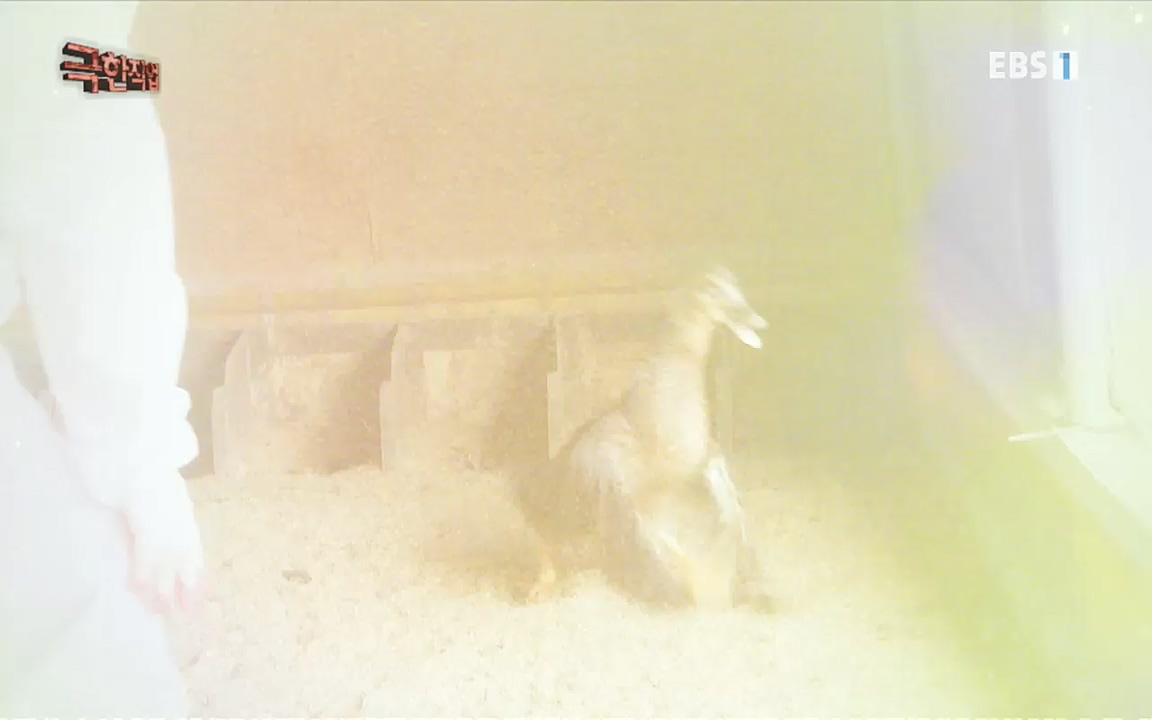 TV - 교육의 중심 EBS시간과 정성으로 빚었다! 유황오리 엿, 죽력, 도라지정과.mp4_20220521_185517.932.jpg