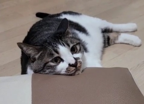  고양이 감기:  꼭 치료해야 하는 이유!