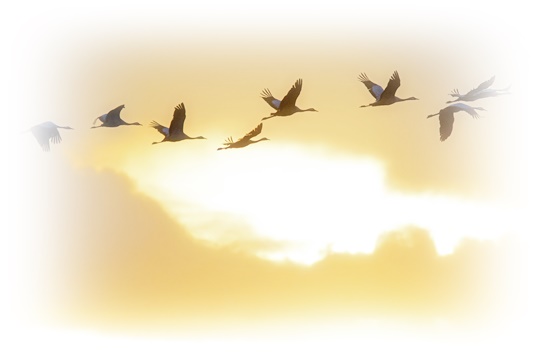 학-꿈해몽