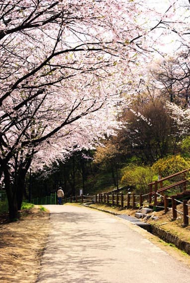 인천 벚꽃 명소인 월미공원 풍경