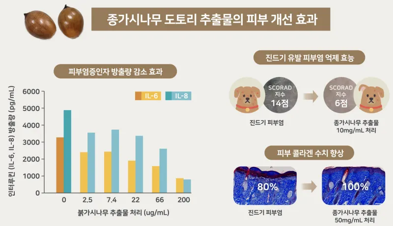 종가시나무 도토리 추출물의 피부 개선 효과