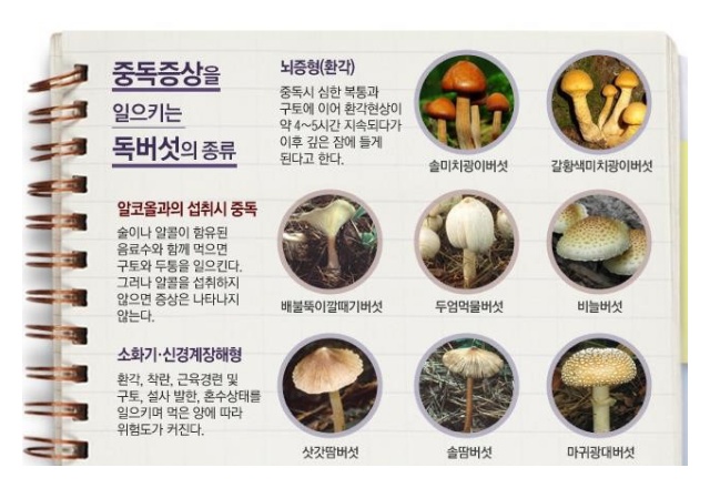  독버섯 만지면 어떻게 될까? 독버섯 종류와 위험한 순위까지