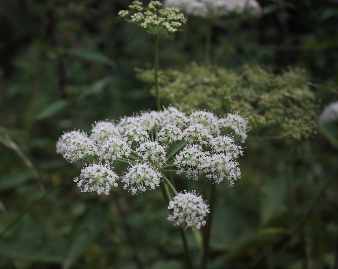 Angelica