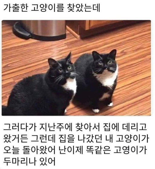  가출한 고영희를 찾았는데