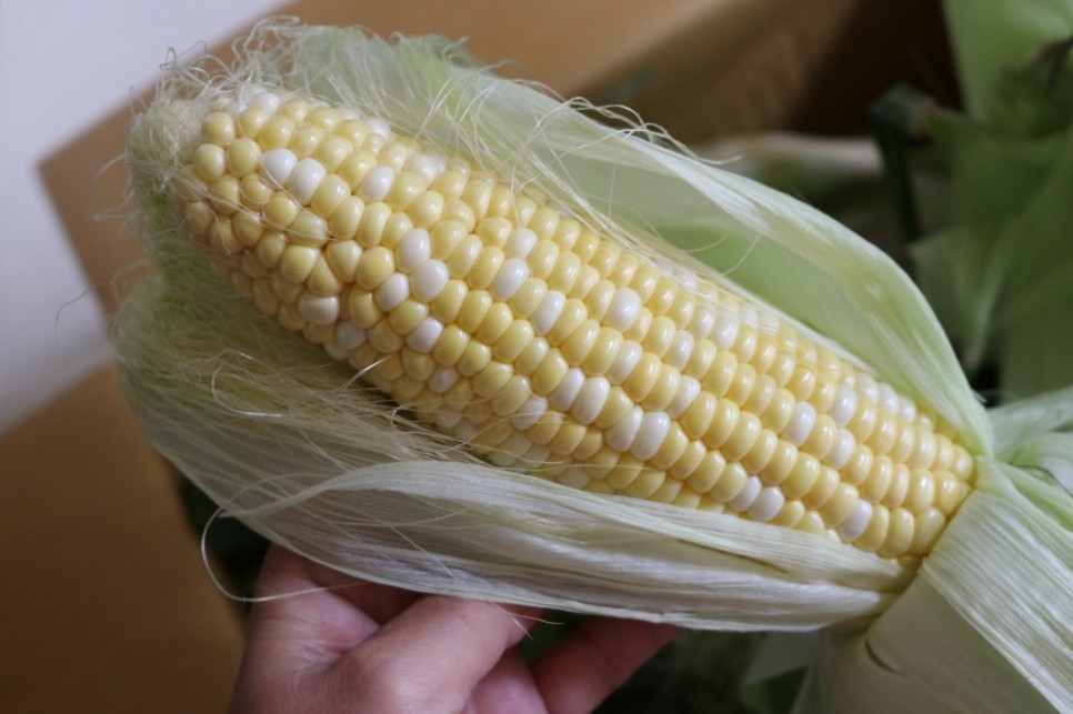 초당 옥수수 보관 냉동 냉장 2가지 방법 14