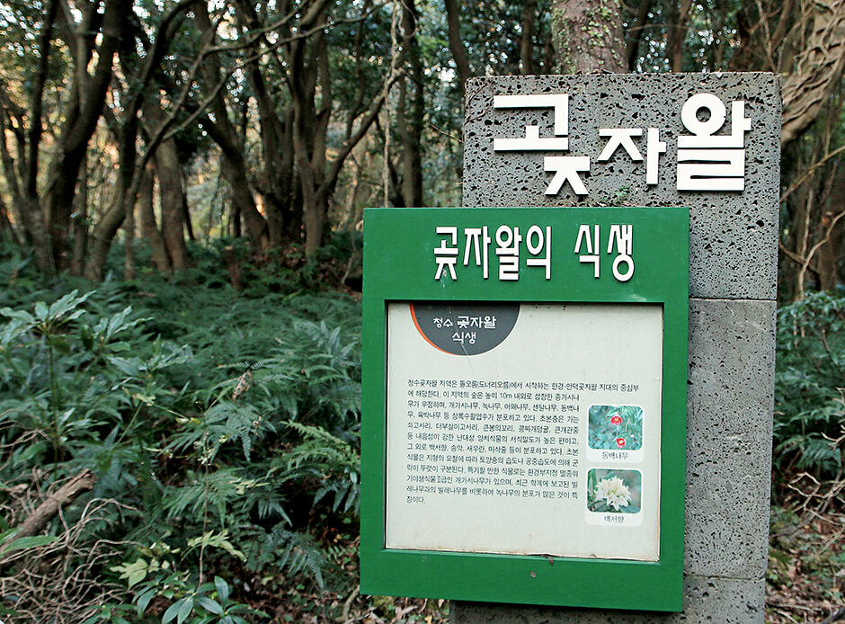 청수곶자왈