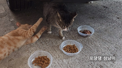 투닥-투닥-장난-치는-두-고양이.