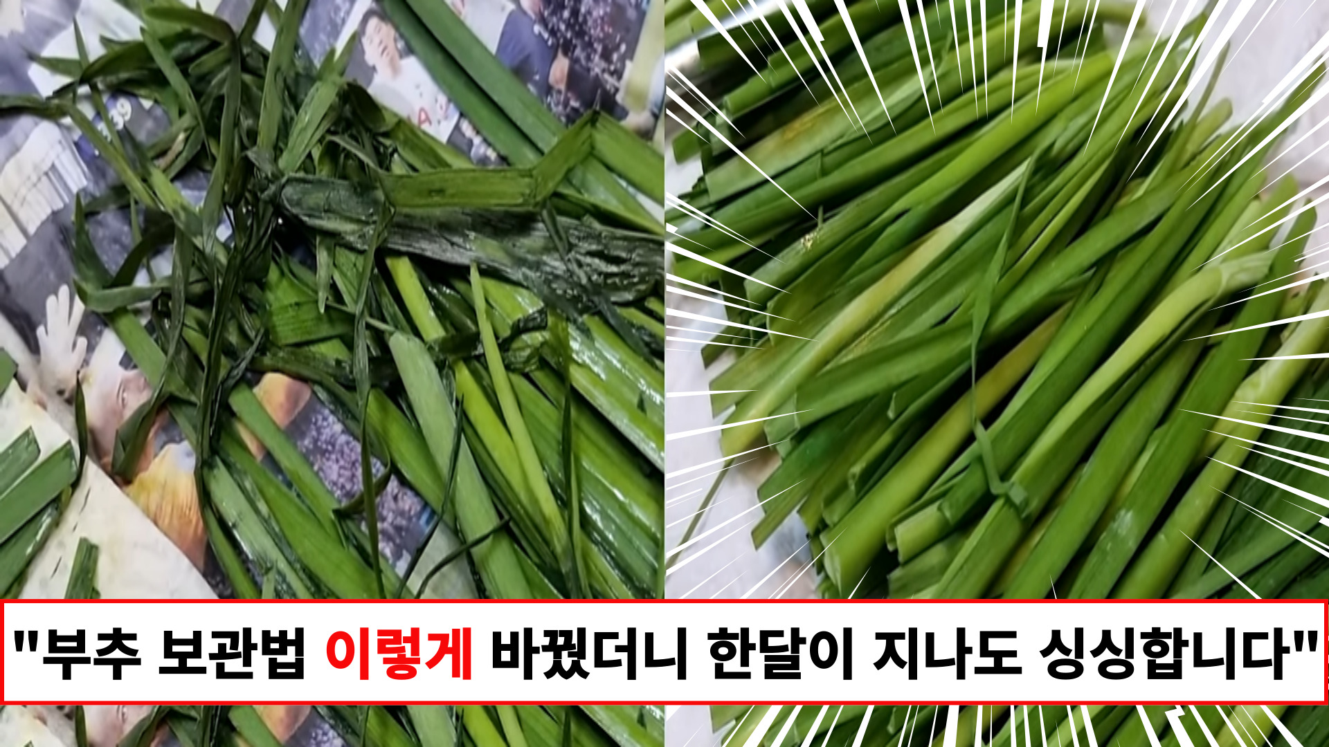 “한달이 지나도 싱싱합니다” 셰프님이 알려주는 남은 부추 오래도록 싱싱하게 보관하는 방법