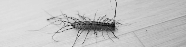 돈벌레 생기는 이유: 바퀴벌레&#44; 익충