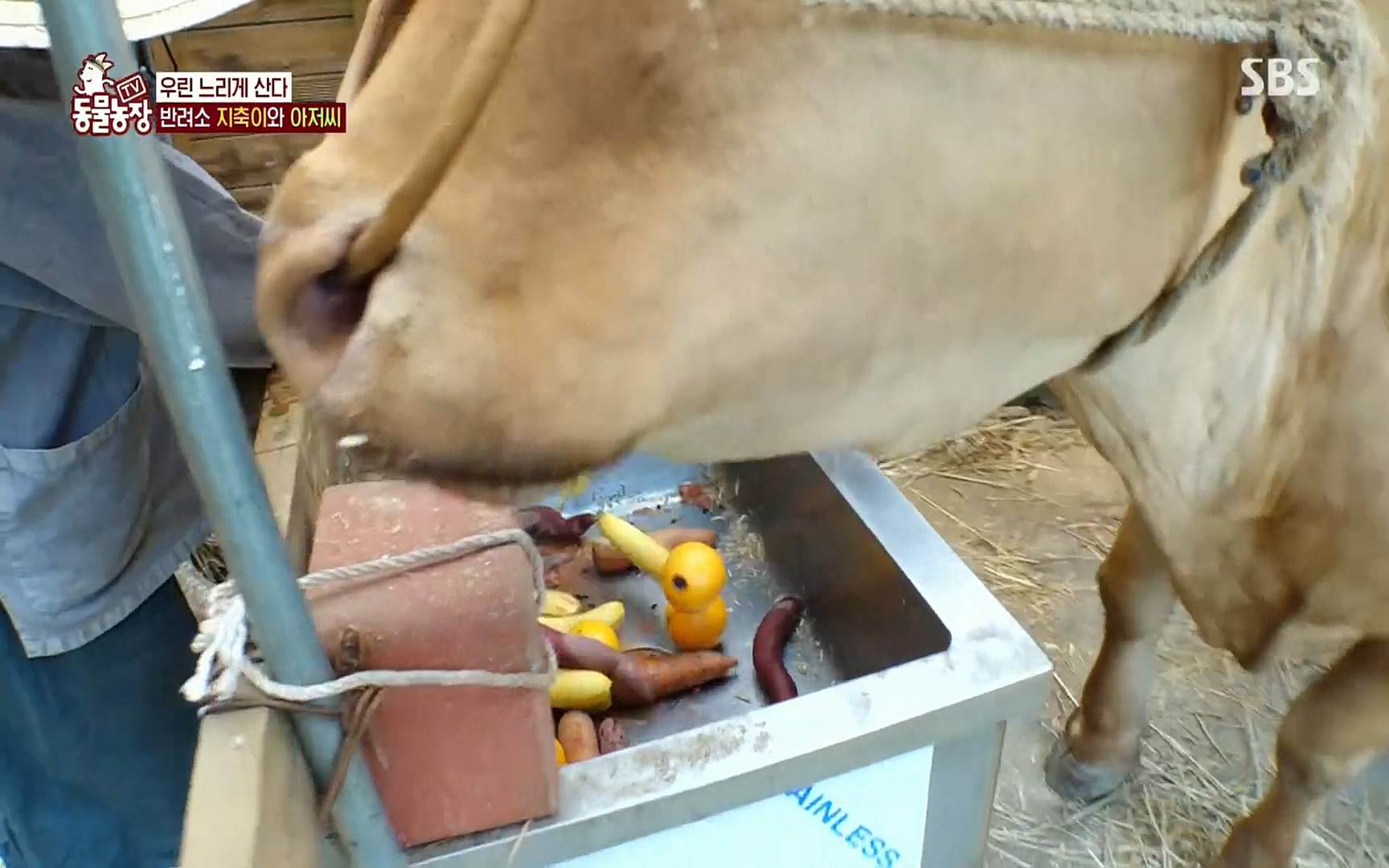 TV 동물농장.E1074.220619p.H264-F1RST.mp4_20220619_181429.051.jpg