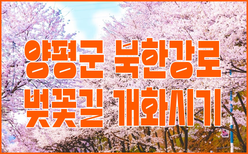 2025 양평 북한강로벚꽃길 따라 드라이브 가능한 벚꽃 개화시기
