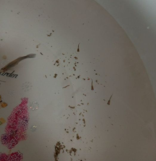 열대어와 새끼3마리가 대야에서 노는 사진