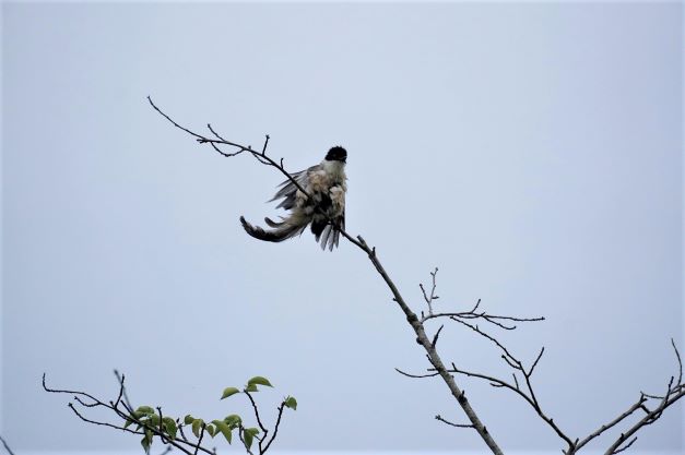 강한 바람에 깃털이 나부끼는 직박구리 1&#44;