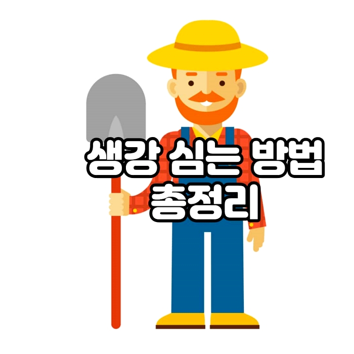  생강 심는시기와방법, 심는 시기, 심는법, 간격, 깊이