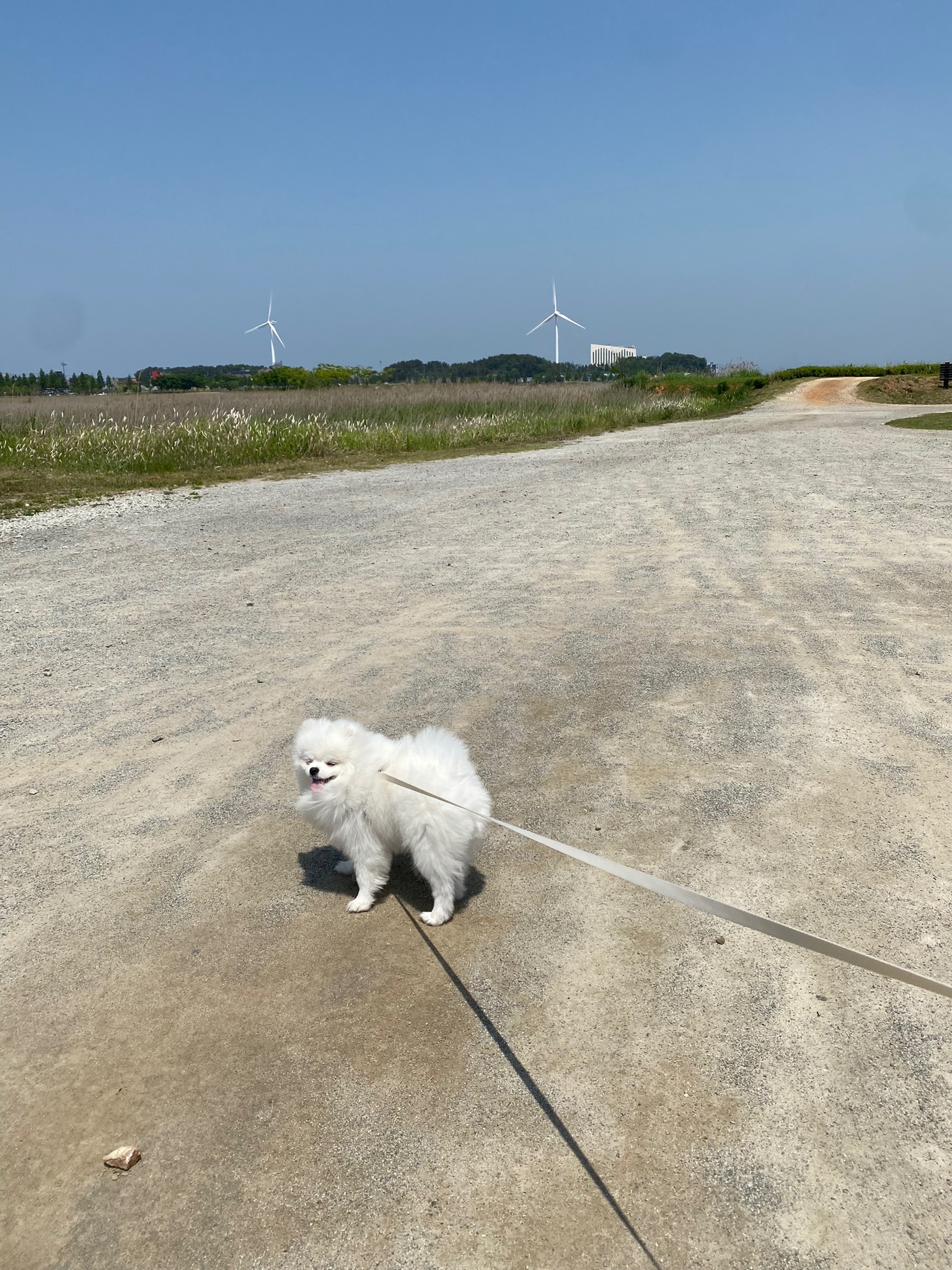 강아지대부도여행