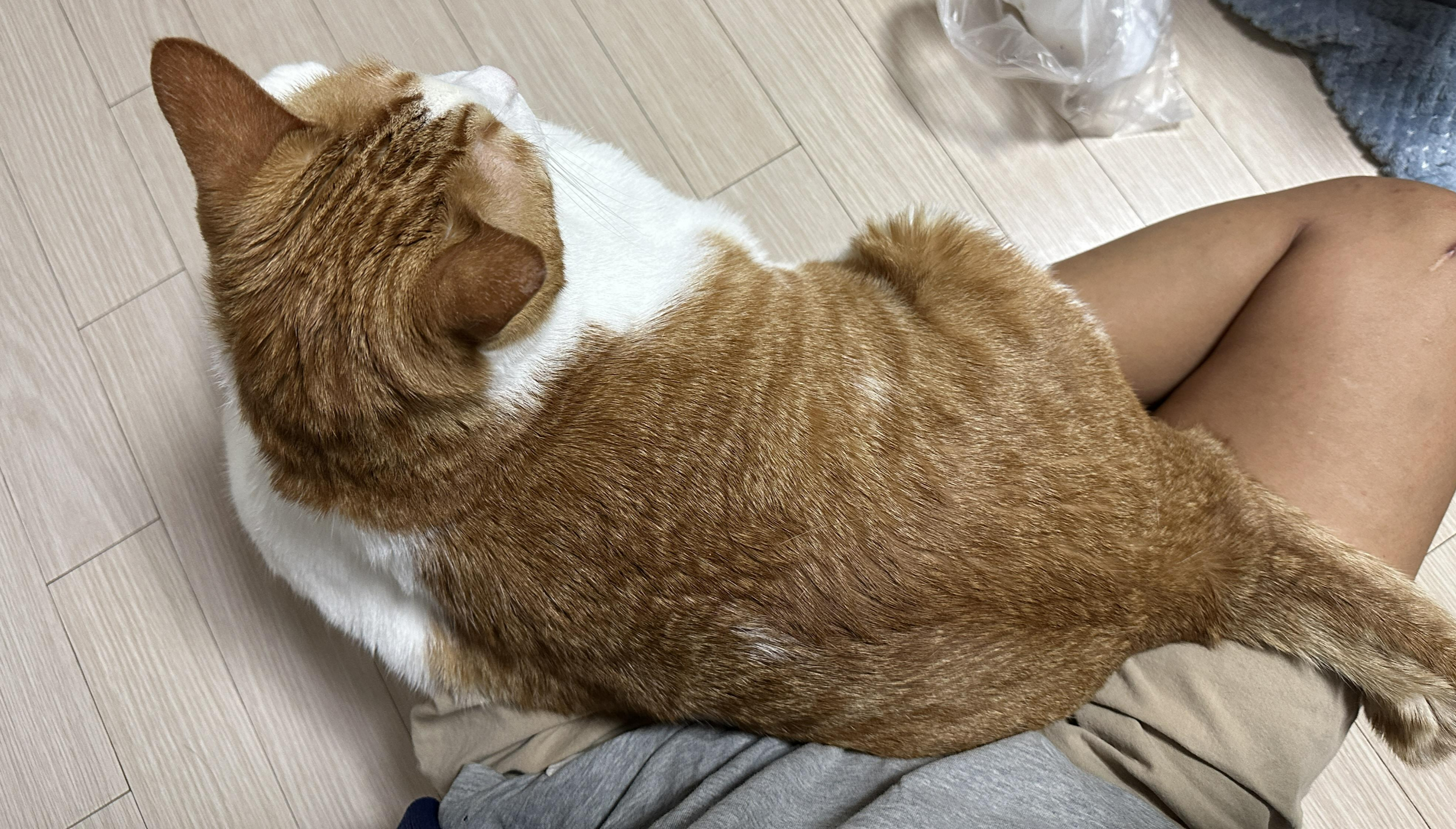 덩치가_큰_자이언트베이비_치즈냥이_막둥이