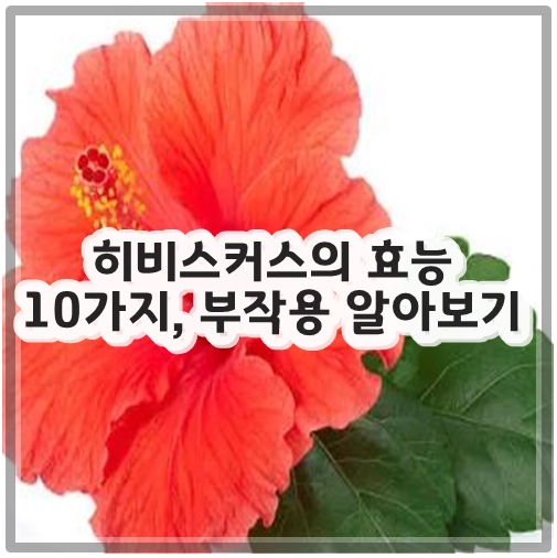 히비스커스의 효능 10가지&#44; 부작용 알아보기