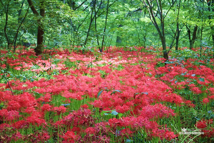 울창한 숲에 꽃무릇이 빨갛게 지천에 피어 있는 모습