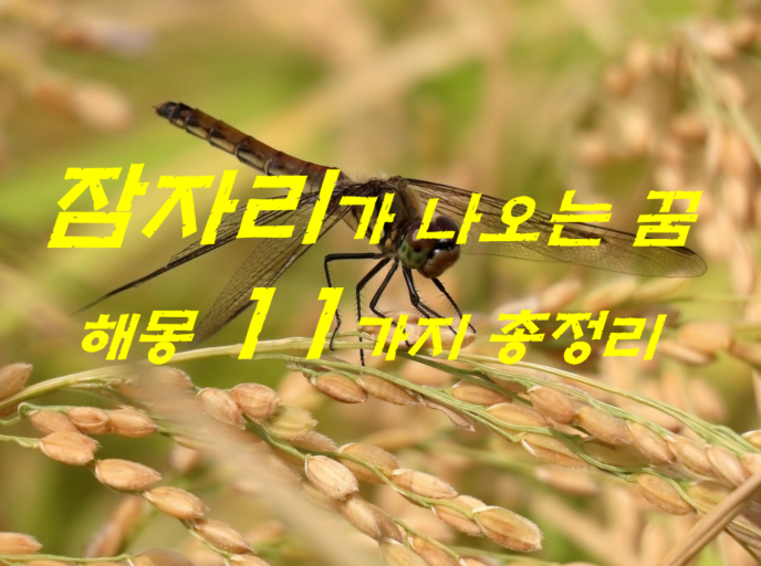  잠자리꿈 해몽 11가지 총정리