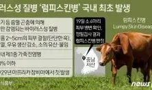  평택 젖소 럼피스킨병 감염 바이러스성 가축 전염병