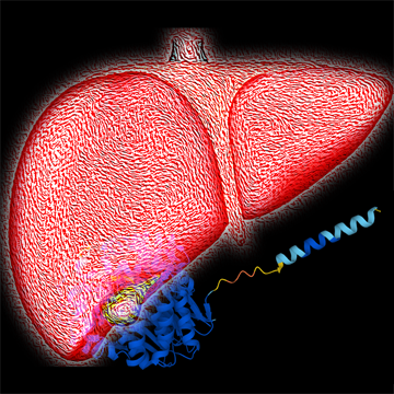 감마지티피(Gamma Glutamyl Transferase)란?