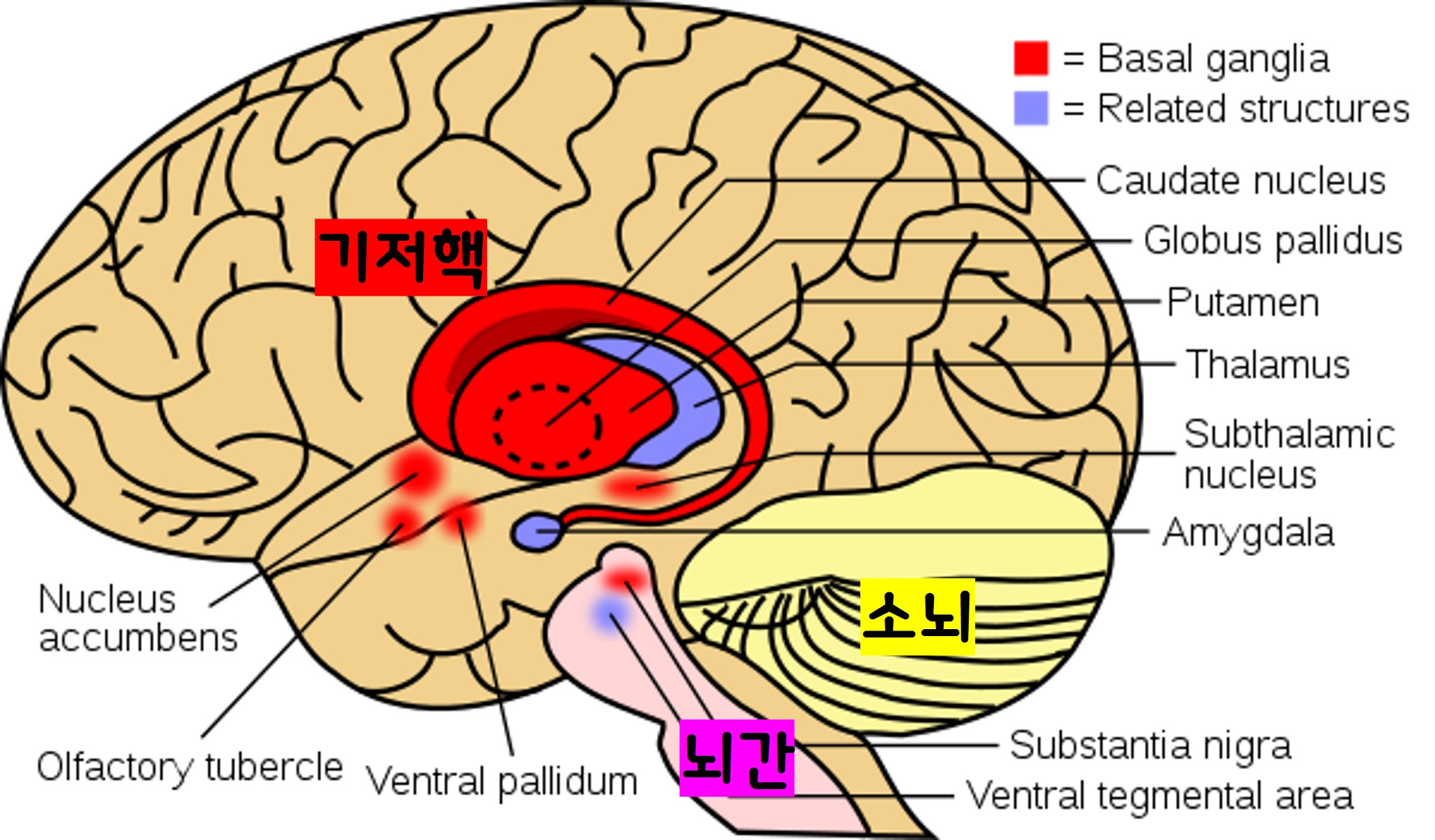 다계통위축증&#44; 기저핵&#44; 뇌간&#44; 소뇌