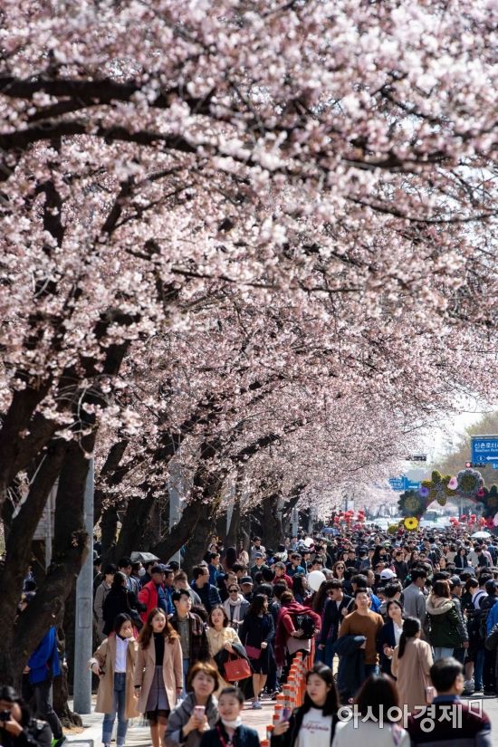 벚꽃축제