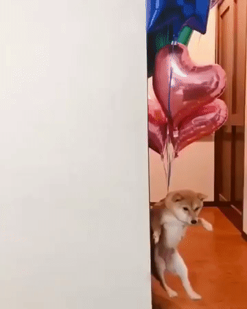  도지 간다!