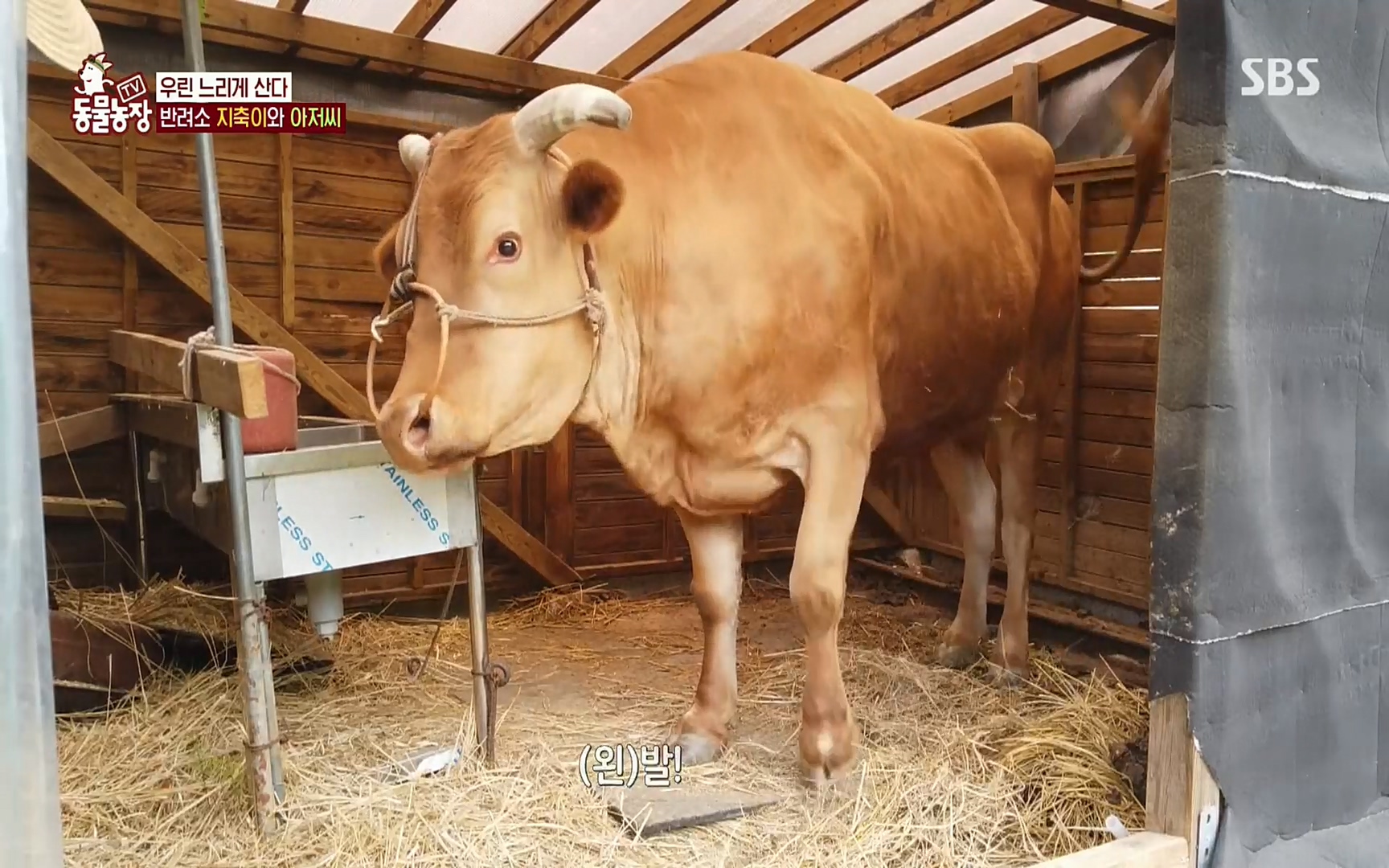 TV 동물농장.E1074.220619p.H264-F1RST.mp4_20220619_181440.721.jpg