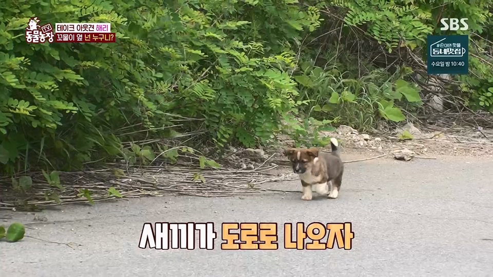 TV 동물농장.E1124.230611p.H264-F1RST.mp4_20230611_173533.967.jpg