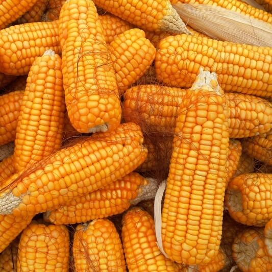  GMO 분야의 플레이어들 - 기업, 소비자, 농민, 정부, 학계