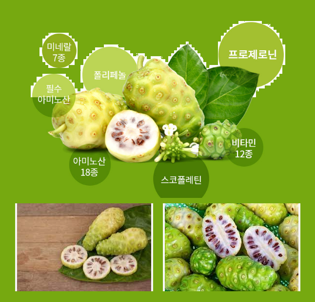  노니 효능 부작용 원액 먹는법!