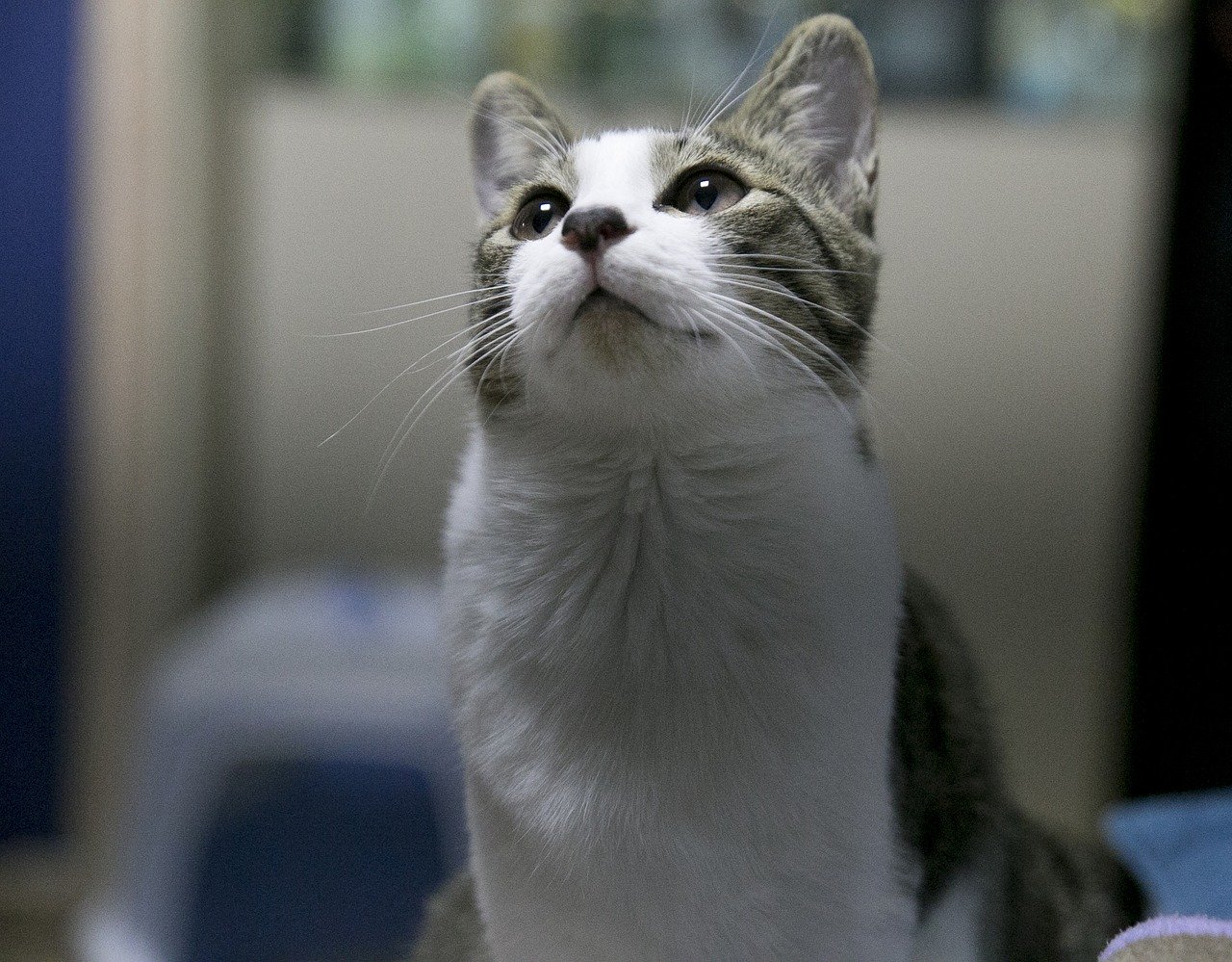  고양이 용어 - 고양이 나라의 인싸 집사 되기!