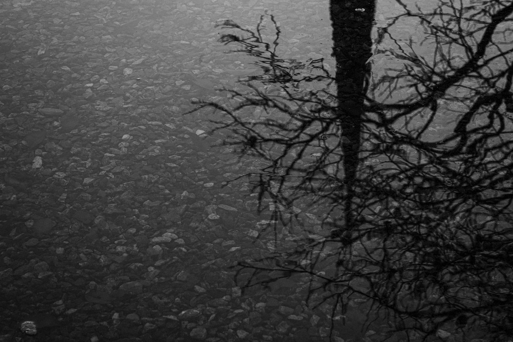 김중만 작가&#44; 물에 비친 나무