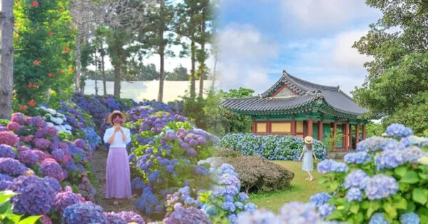 6월 제주도 가볼만한곳 10선 숨은 명소 맛집 코스_6