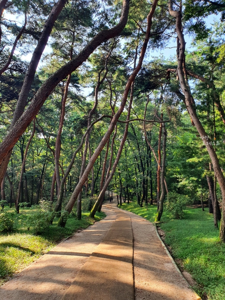 융건릉 피톤치드