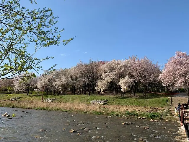 2025년 전국 벚꽃축제 일정 총정리
