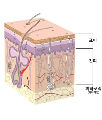 피부 구조와 기능 표피 진피 피하조직 위치 역할_13