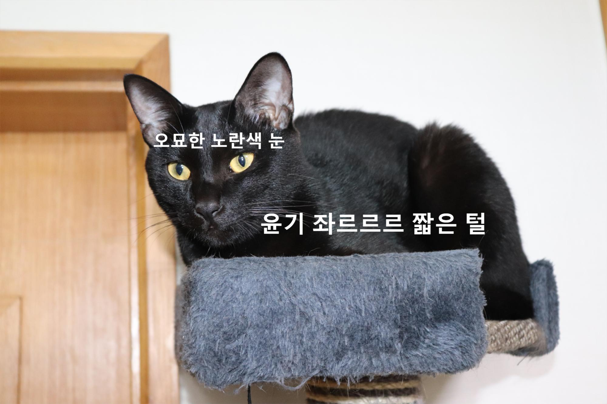  고양이 품종, 고양이 종류 - 검은고양이의 매력, 특징, 성격