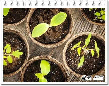  모종 포트나 모종 상자 사용법, 모종 추천 흙은?