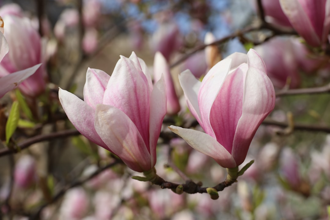 Magnolia