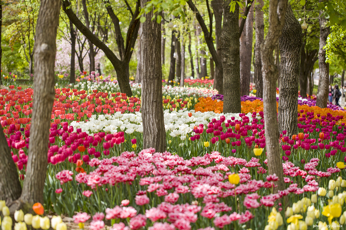벚꽃 뒤의 튤립, 서울 성수동 튤립명소 '서울숲' 3