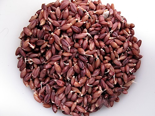 보리싹 싹의 7가지 효능과 부작용 16