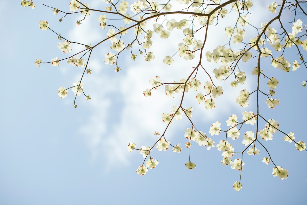 Spring flowers