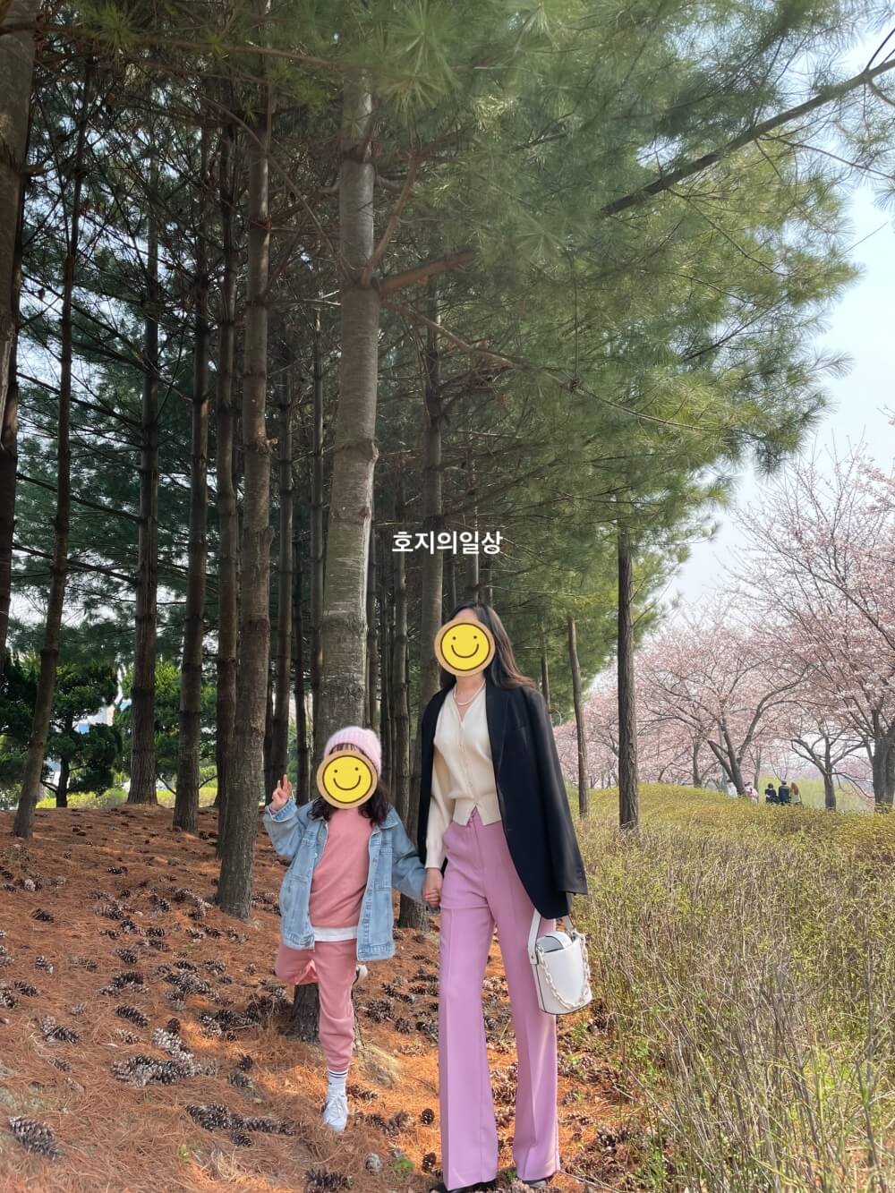 수원 황구지천 - 벚꽃 풍경 사진 촬영