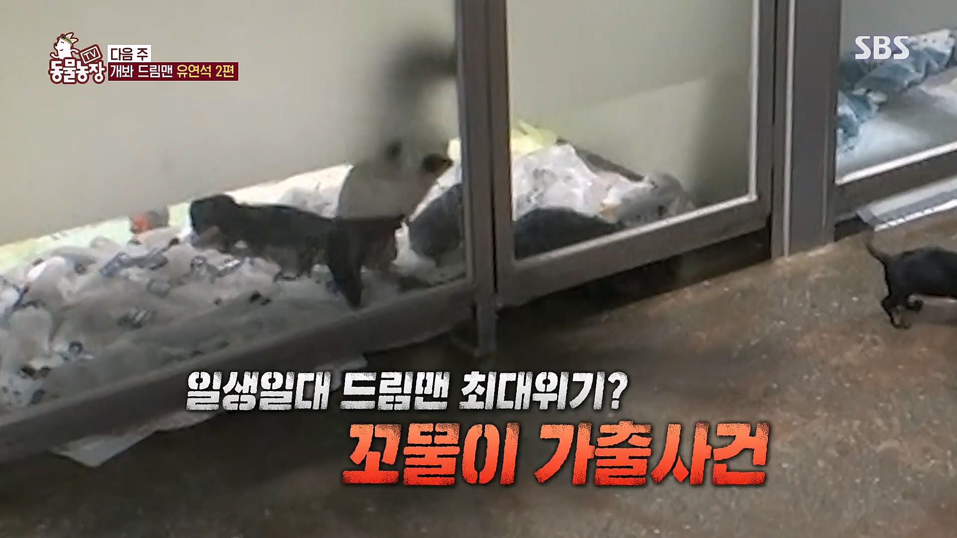TV 동물농장.E1111.230312p.H264-F1RST.mp4_20230312_180003.040.jpg
