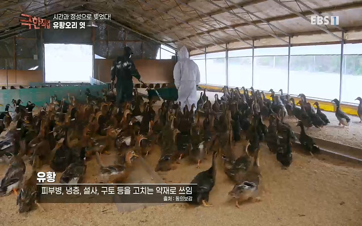 TV - 교육의 중심 EBS시간과 정성으로 빚었다! 유황오리 엿, 죽력, 도라지정과.mp4_20220521_182732.858.jpg