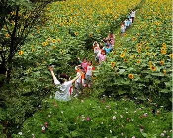 태백 해바라기 축제_17