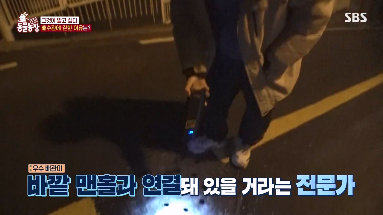 TV 동물농장.E1156.240129p-NEXT.mp4_20240128_191744.237.jpg